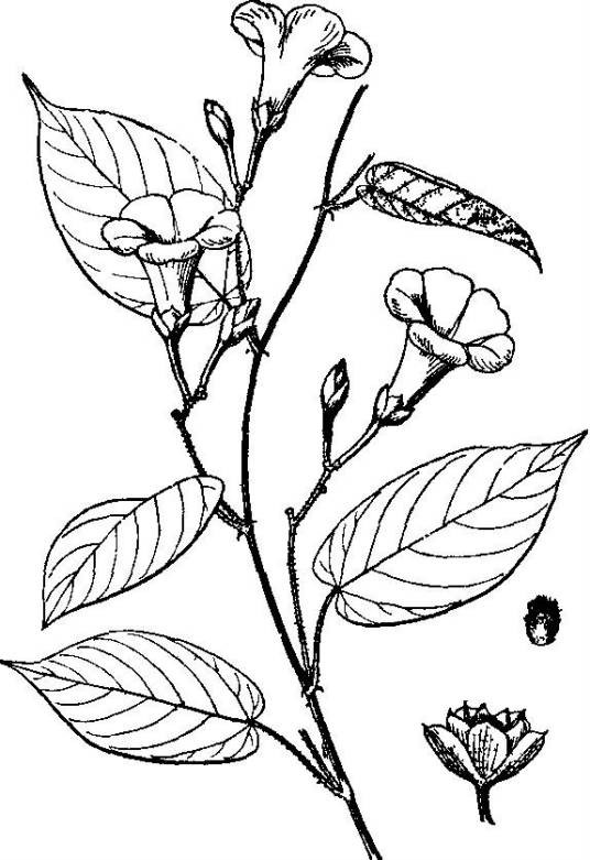 伞花茉栾藤