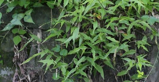 荩草（中草药）