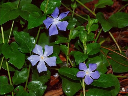 蔓长春花