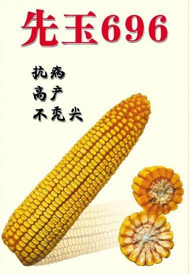 先玉696（玉米品种）