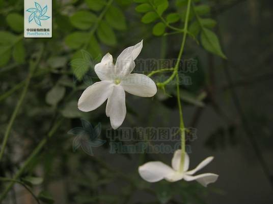 素馨花（木犀科素馨属植物）