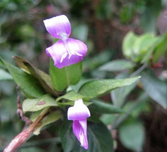 观音草（爵床科观音草属植物）