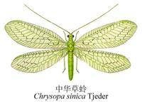 中华草蛉