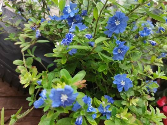 蓝星花