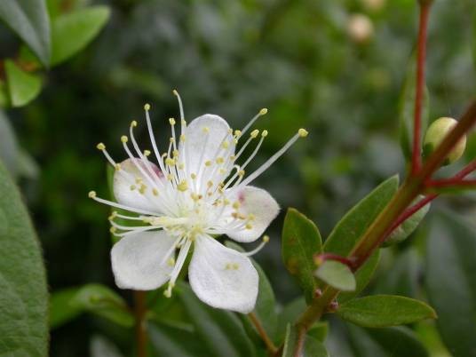 雄蕊（被子植物花的雄性生殖器）