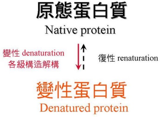 蛋白质的变性