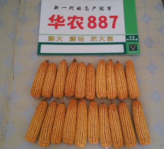 华农887（禾本科玉蜀黍属植物）