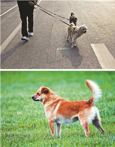 中华唐犬