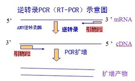 RT-PCR技术
