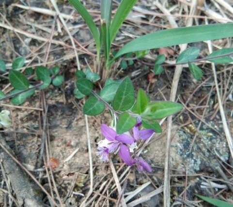 小丁香（中药）