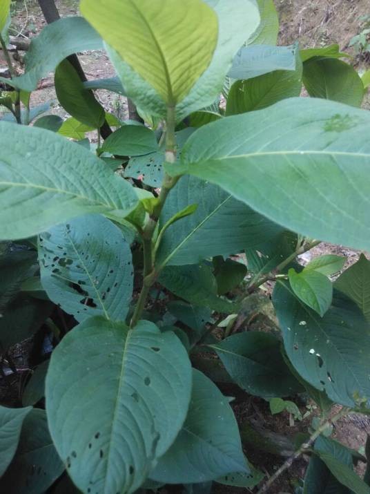 金线草（中药名）