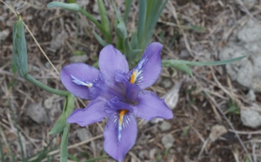 尼泊尔鸢尾