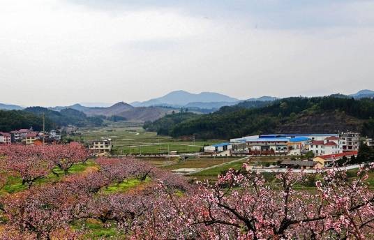 桃花村（上海市浦东新区国家AAA级旅游景区）