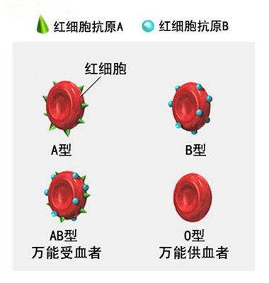 ABO血型