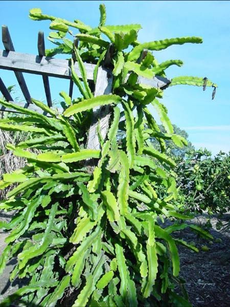 量天尺（仙人掌科量天尺属植物）