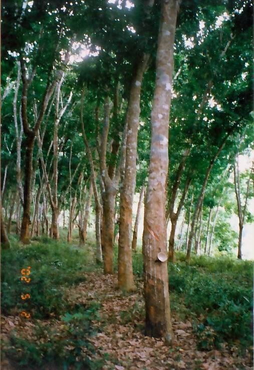 橡胶树