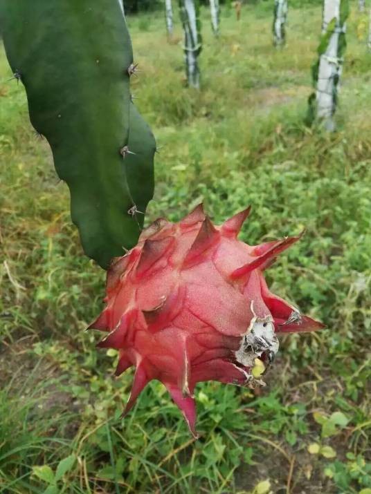水晶仙蜜果