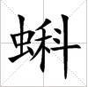 蝌