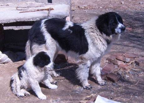 哈萨克牧羊犬