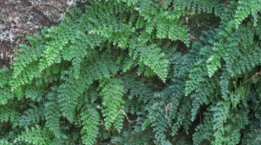 滚龙草