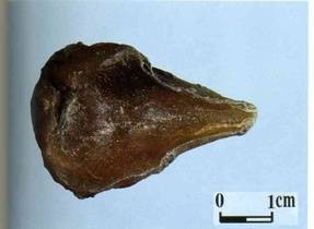 乌头类生物碱