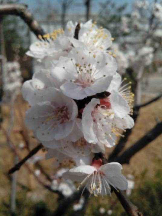 狂放（任性放荡的汉语词语）