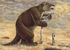 草原大地獭