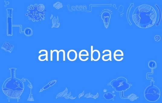 amoebae