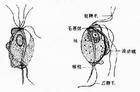 男性滴虫病