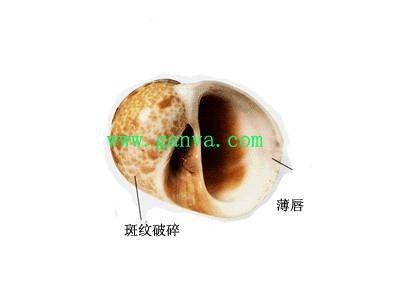 欧洲斑玉螺