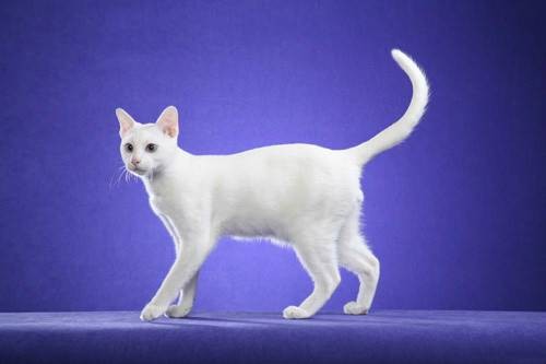 泰国御猫