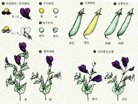 孟德尔豌豆杂交实验