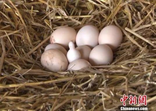 家禽繁殖