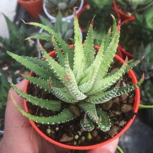 白帝（百合科十二卷属多肉植物）