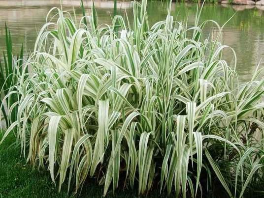 芦竹（禾本科芦竹属植物）