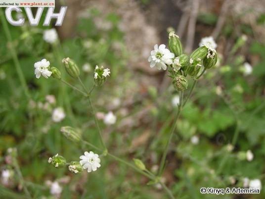 女娄菜（中药名）