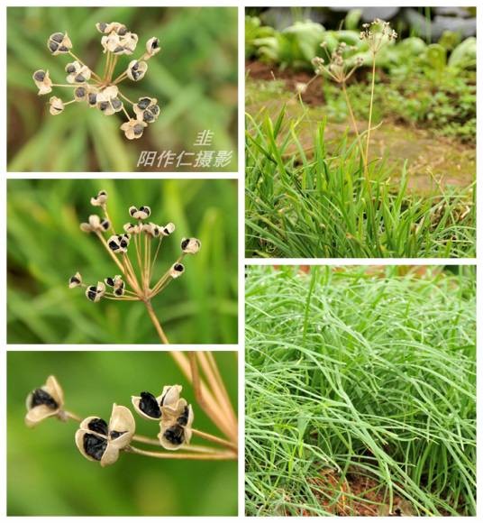 韭（石蒜科葱属植物）