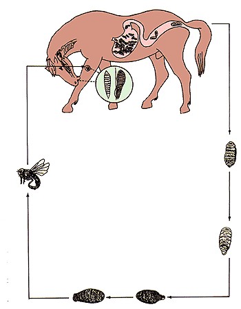肠胃蝇