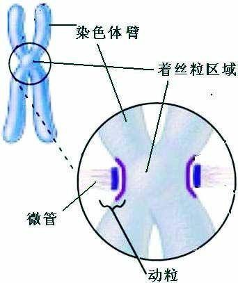 着丝粒