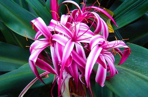 文殊兰花