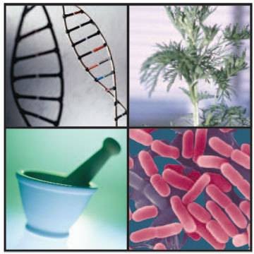 插入（生物学名词）