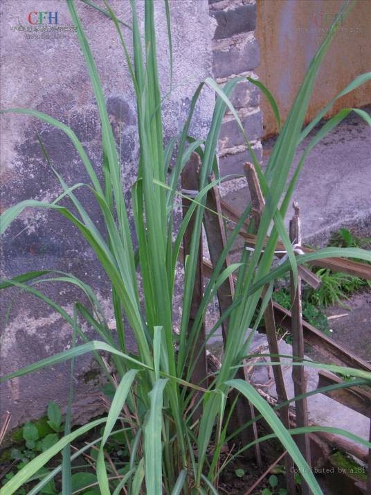 茅香（禾本科茅香属植物）