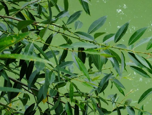 白柳（杨柳科柳属植物）