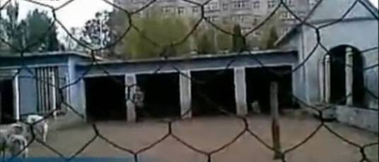 虐羊哥