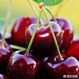 车厘子和樱桃有什么区别?是同一种水果吗?