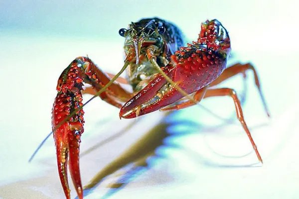 建议加强小龙虾等入侵物种生态防控,入侵物种对环境有怎样的影响?