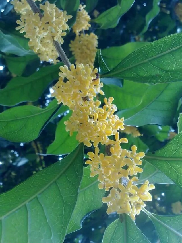 新都为什么叫香城?
