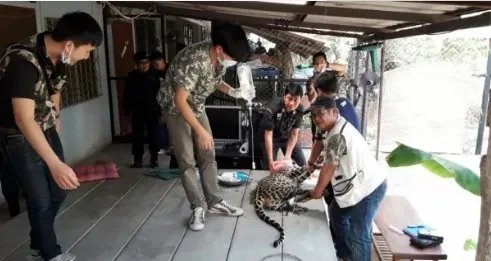 遛豹子为什么会吓坏邻居?