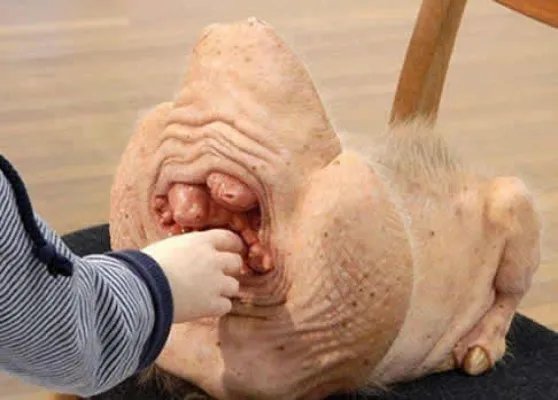 猪人是真的吗:关于猪人报道真相揭秘(图)