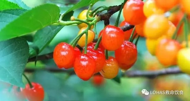 车厘子和樱桃有什么区别?是同一种水果吗?